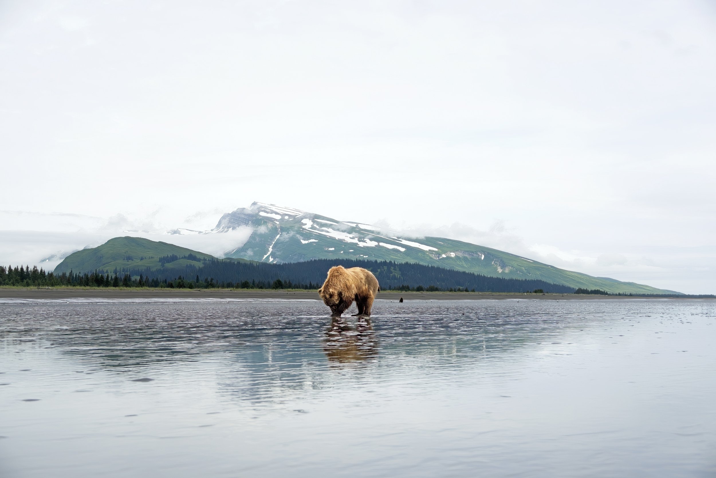 Chris McLennan Photography — Alaska Bears with the Nikkor Z 28